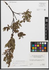 Foto von Salix waldsteiniana Willd.